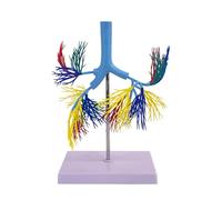 AMITD Modèle d'arbre bronchique de taille réelle, numéroté avec base et poster pour l'enseignement