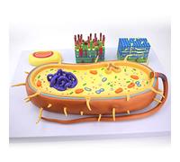 AMITD Modèle de cellule bactérienne 2000X : section Core Cross, ADN chromosomique pour l'apprentissage de la biologie