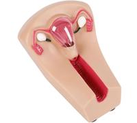 AMITD Modèle de contraception et d'entraînement DIU féminin pour les soins infirmiers et l'éducation OB/GYN