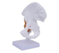 AMITD Modèle de joint de hanche flexible de taille réelle avec ligaments et base - Aide à l'apprentissage anatomique