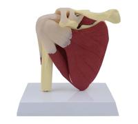 AMITD Modèle de joint d'épaule de taille réelle avec muscles, clavicule et humérus pour l'enseignement