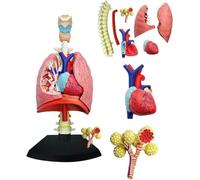 AMITD Modèle de poumon respirant 4D, 21 pièces amovibles, anatomie du cœur et du poumon pour l'enseignement