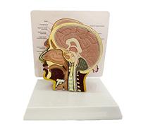 AMITD Modèle de tête de mort demi-tête de vie - Section Midsagittal avec manuel de couleur pour l'éducation des patients docteurs
