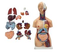 AMITD Modèle de torse anatomique hermaphroditique de 89 cm avec 25 organes amovibles pour l'éducation