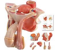 AMITD Modèle d'organe génital masculin avec muscles Pelvic, pour étude d'anatomie