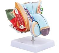 AMITD Modèle génital masculin - Anatomie tesculaire - 4 pièces amovibles - 72 indicateurs pour l'éducation