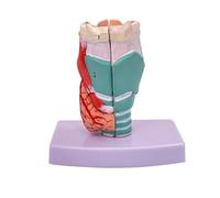 AMITD Modèle humain Larynx de taille réelle, numéroté en 3 parties pour l'éducation en thérapie ENT et parlante