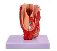 AMITD Modèle Larynx de taille réelle - Étiquette numérique - PVC - Couleur réelle - Aid et décoration