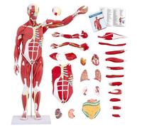 AMITD Modèle musculaire 27 pièces 1/2 Life Size 83 cm, amovible, avec manuel détaillé, pour l'éducation médicale