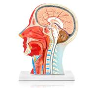 AMITD Modèle neurovasculaire demi-tête de taille réelle - Section musculaire et médiane pour l'apprentissage médical