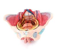 AMITD Modèle pelvis féminin 1:1 taille naturelle avec organes reproducteurs, nerfs vasculaires, section sagittale en 4 parties