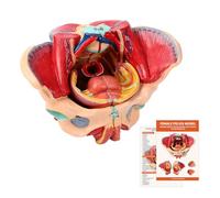 AMITD Modèle Pelvis féminin de taille réelle, 4 pièces, sol Pelvic, périnée, chaudières, nerfs, système de reproduction, pour étude médicale