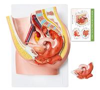 AMITD Modèle Pelvis féminin de taille réelle, anatomie reproductive pour l'éducation des sciences