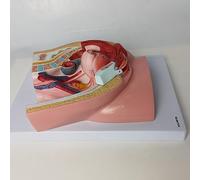 AMITD Modèle Pelvis féminin de taille réelle, anatomie reproductrice, pour l'apprentissage