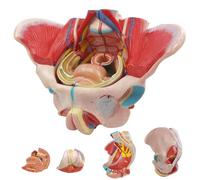AMITD Modèle Pelvis féminin en 4 parties, avec muscles Pelvic, pour l'apprentissage de l'anatomie