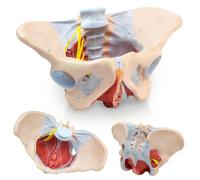 AMITD Modèle Pelvis féminin taille 1:1, avec muscles Pelvic, pour l'apprentissage de l'anatomie