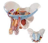 AMITD Modèle Pelvis mâle en 11 parties, taille de vie, organes amovibles, montage magnétique, pour l'enseignement