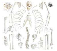 AMITD Modèle squelette humain de 67", plus de 200 os, disarticulé, pour étude anatomique