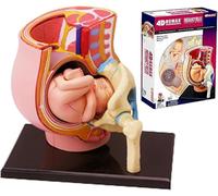 AMITD Pelvis Pregnancy Pelvis 4D - Modèle fœtus et ovarien de taille de vie pour l'éducation des enfants