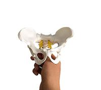 AMITD Petit modèle de pelvis féminin avec nerfs spinaux et caudaux pour l'apprentissage médical