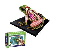 AMITD Puzzle anatomique 4D grenouille, 31 pièces détachables, modèle STEM Teaching