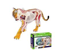 AMITD Puzzle anatomique de tigre 4D, 28 organes détachables, modèle STEM Lifesize