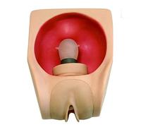 AMITD PVC Gynecology Teaching Modèle : cathétérisation, entraînement DIU et simulateur d'appareil contraceptif pour l'éducation médicale