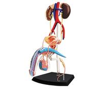 AMITD Système de reproduction masculin 4D Life-Size - Anatomie détachable pour salle de classe et laboratoire