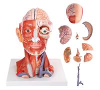 AMITD Tête et cou de taille 10 pièces, avec cerveau, pour l'apprentissage médical