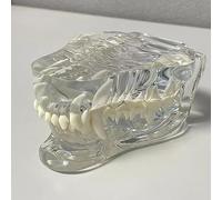 AMITD Transparent Canine & Chat Teeth Modèle : anatomie dentaire pour l'éducation vétérinaire et la décoration clinique