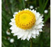 Ammobium graines ailées Immortelle (Ammobium alatum GRANDIFLORUM) 200 + Graines