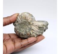 Ammonite Douvilleiceras inaequinodum de 240 grammes et 75 millimètres, Minéral Ammonite de Madagascar, Pierre Non traitée, Modèle Exclusif, Objet d'art minéral, Minéral de méditation