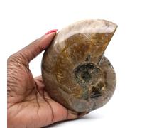 Ammonite entière fossile polie de Madagascar de 430 grammes et 115 millimètres, Minéral Ammonite de Madagascar, Pierre véritable, Pierre Unique, Minéral de Collection, Minéral de méditation