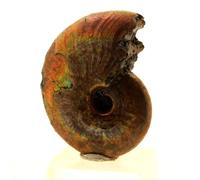 Ammonite Fossile Beudanticeras Nacrée. 65.0 Ct. Bully, Seine-Maritime, France..
