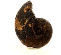 AMMONITE FOSSILE BEUDANTICERAS NACRÉE EN PROVENANCE DE FRANCE, BULLY - Fossile Marin Préhistorique, Décoration Intérieure - 25.0 ct - Certificat d'Authenticité Inclus 22 x 15 x 6 mm G