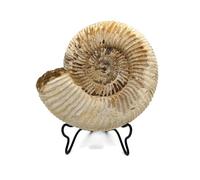 Ammonite fossile de grande taille avec support de 3,5 à 10,2 cm Ammonite véritable de Madagascar.