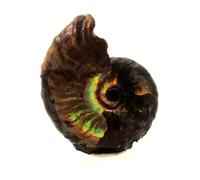 AMMONITE FOSSILE DESMOCERAS NACRÉE EN PROVENANCE DE BULLY, SEINE-MARITIME, FRANCE - Fossile Marin Naturel - 28.0 ct - Certificat d'Authenticité Inclus 24 x 18 x 8 mm Naturel G