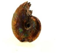 AMMONITE FOSSILE DESMOCERAS NACRÉE EN PROVENANCE DE BULLY, SEINE-MARITIME, FRANCE - Fossile Marin Préhistorique, Collection de Minéraux et Fossiles 16.0 ct - Certificat d'Authenticité Inclus 19 x 15 x