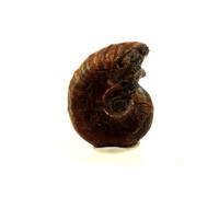 Ammonite Fossile Desmoceras Nacrée. 15.0 Ct. Bully, Seine-Maritime, France..