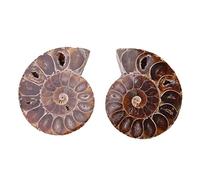 Ammonite fossile lot de 2 Pierres naturelles anciennes pour enseignement géologie décoration intérieure avec histoire préhistorique et style vintage minéraux de collection