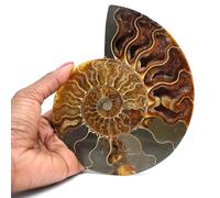 Ammonite fossilisée polie de 380 grammes et 160 millimètres, Minéral Ammonite de Madagascar, Pierre d'origine Naturelle, Objet Exclusif, Minéral d'art, Minéral de Soin