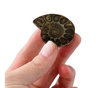 Ammonite Naturelle, Coquille en de Style Vintage pour enseigner des Pierres étranges, Coquille d'amonite polie éteinte, Excellent Cadeau pour Les Amis et la Famille, Cadeau pour Les et