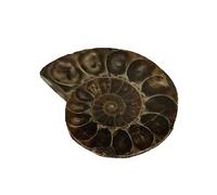 Ammonite naturelle, coquille en de style vintage pour enseigner des pierres étranges, coquille d'amonite polie éteinte, excellent cadeau pour les amis et la famille, cadeau pour les et