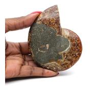 Ammonite Naturelle polie fossile de 135 grammes et 90 millimètres, Minéral Ammonite de Madagascar, Minéral Naturel, Edition Unique, Pierre d'ornement, Pierre de Purification