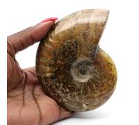Ammonite polie de 255 grammes et 100 millimètres, Minéral Ammonite de Madagascar, Minéral Pur, Un Seul modèle, Pierre de Collection, Pierre de rechargement