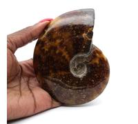 Ammonite polie de Madagascar de 230 grammes et 110 millimètres, Minéral Ammonite de Madagascar, Pierre Non traitée, Exemplaire Exclusif, Minéral d'art, Minéral de Bien-être