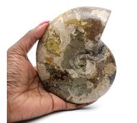 Ammonite polie entière de Madagascar de 500 grammes et 130 millimètres, Minéral Ammonite de Madagascar, Pierre d'origine Naturelle, Pièce Unique Rare, Pierre d'ornement, Minéral de rechargement