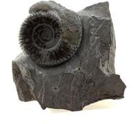 AMMONITE PYRITISÉE - Pierre Naturelle en Provenance de France, Cornus, Aveyron - Fossile Marin Préservé avec Pyrite, Collection Minéralogie 423.0 ct - Certificat d'Authenticité Inclus 50 x 50 x 30 mm 