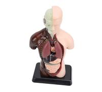 AMONIDA Kit éducatif de Physiologie D'anatomie, Modèle de Corps Humain, pour L'apprentissage des Sciences en Classe, Matière Plastique