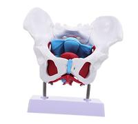 Amosfun 1 pièce - Modèle médical de muscle du plancher pelvien - Anatomie squelettique féminine pour l'enseignement pour l'école de médecine, les affichages d'hôpitaux, aide à l'apprentissage
